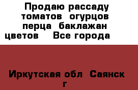 Продаю рассаду томатов, огурцов, перца, баклажан, цветов  - Все города  »    . Иркутская обл.,Саянск г.